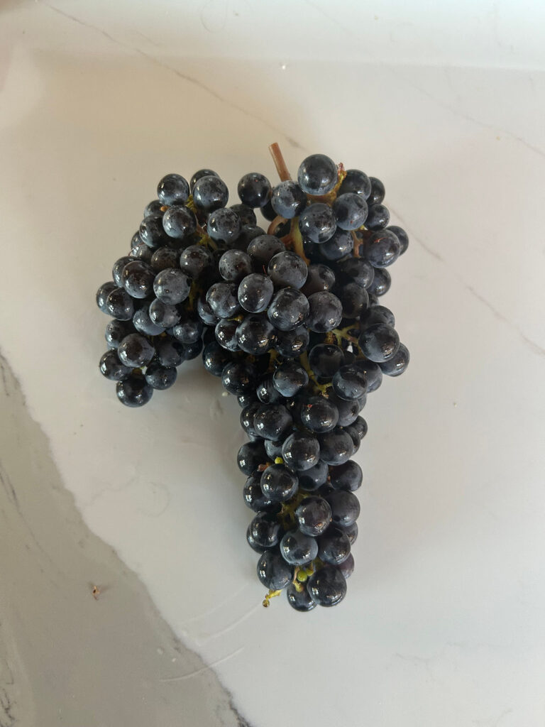 Cabernet Sauvignon grape bunch