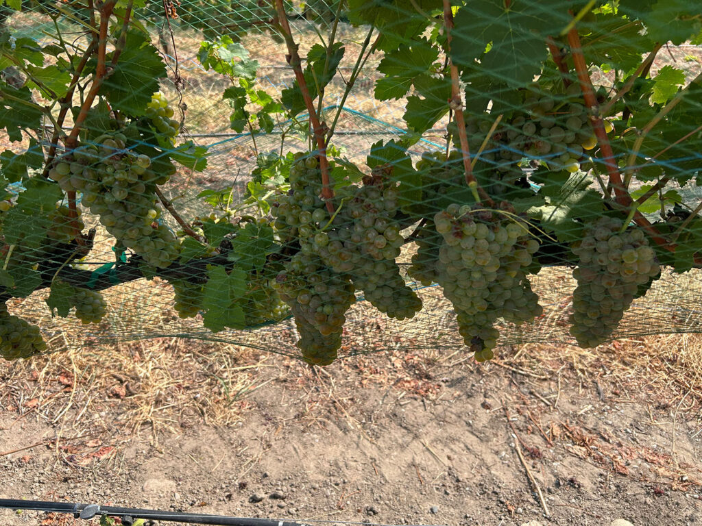 Viognier grapes on the vine