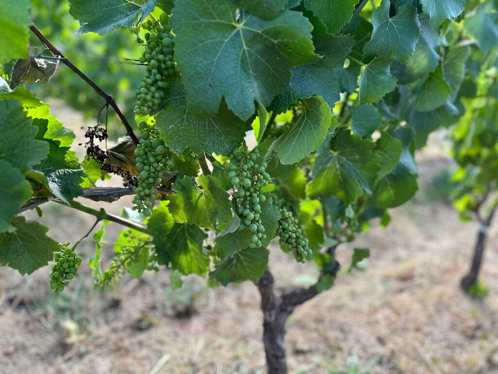 syrah grapes on the vine